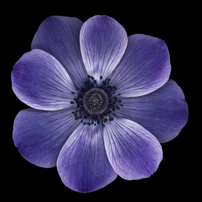 Purple Anemone Poppy by Ogphoto - Wrapped Canvas Print