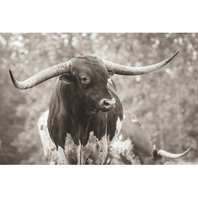 Longhorn Gaze I Sepia by Nathan Larson