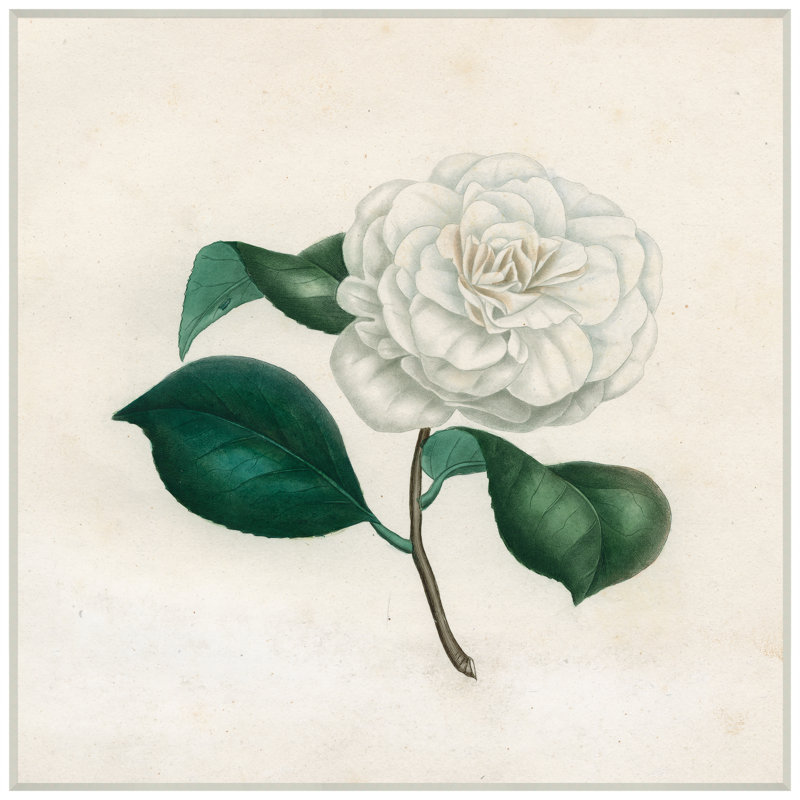White Magnolia Giclee Print by Soicher Marin Archives