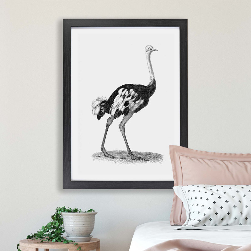 'Ostrich in Black & White' by George Shaw - Picture Frame Drawing Print on Paper, 24cm H x 33cm W x 2cm D, Black