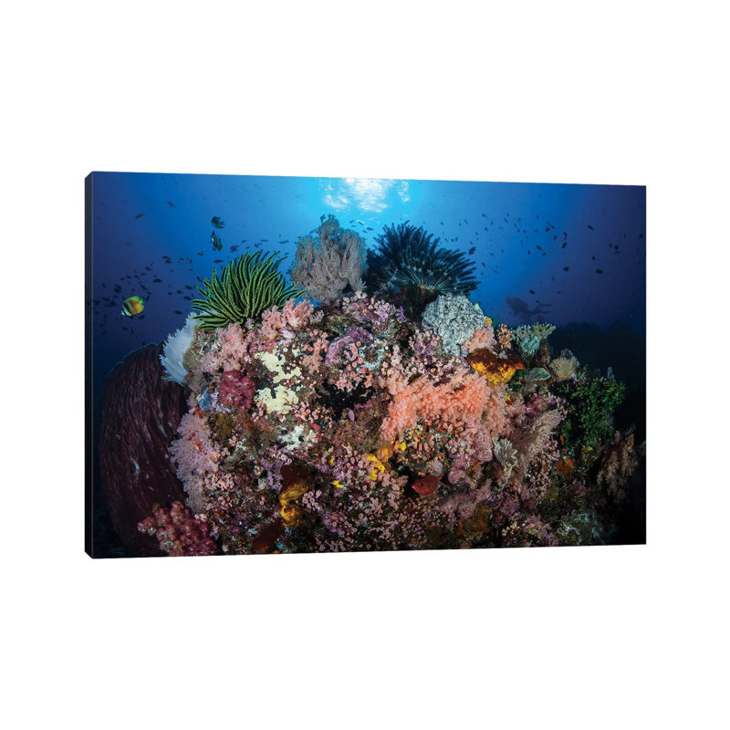 A Beautiful and Fragile Coral Reef Grows in Komodo National Park, Indonesia II 1 Piece Wrapped Canvas Wall Art