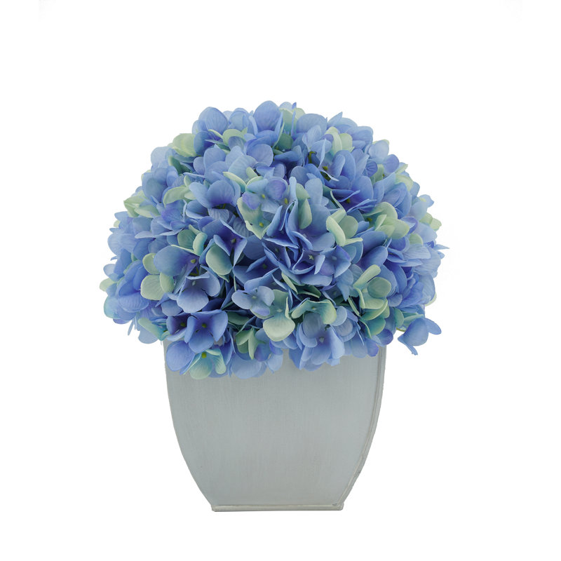 Arrangements floraux d'hortensias en pot, Bleu