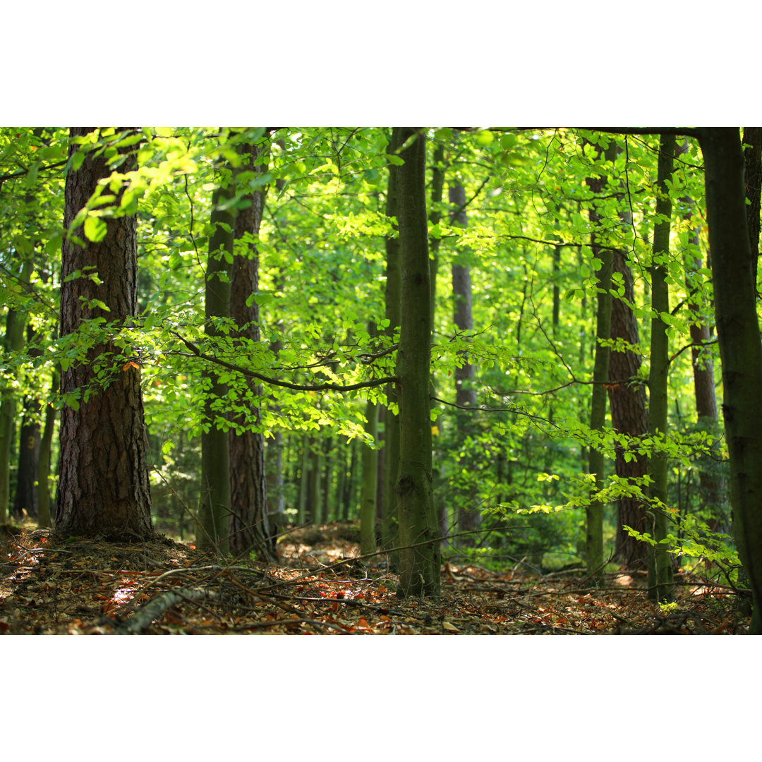 Grüner Wald von Konradlew - Druck auf Leinwand ohne Rahmen