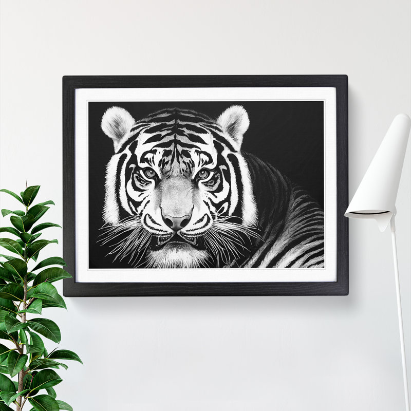 Tiger - Single Picture Frame Print, Black Framed, 46cm H x 64cm W