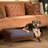SOLID WOOD DOG BED