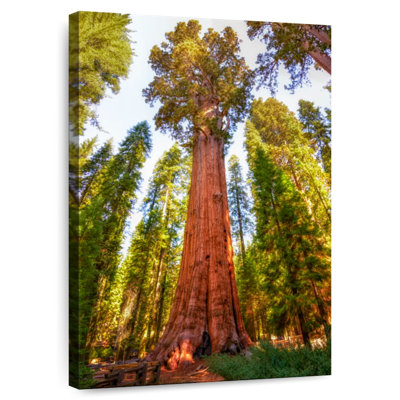 Harnek Redwood Tree Grove