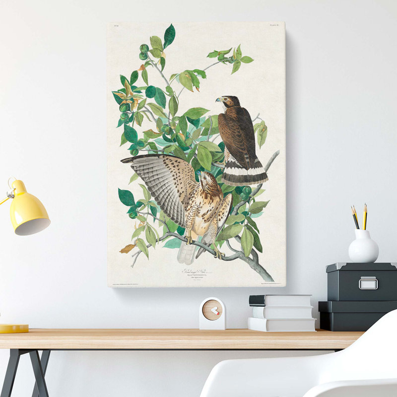 Brown-winged Hawk by John Audubon - Wrapped Canvas, 76cm H x 50cm W x 3cm D