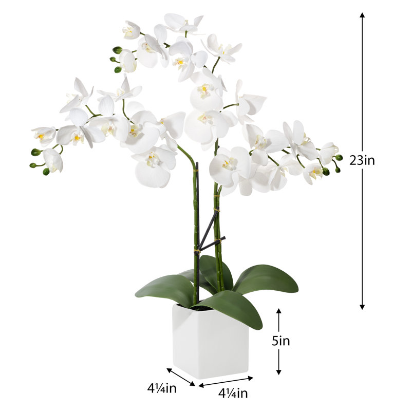 Anyssa 23 "plante à fleurs en pot