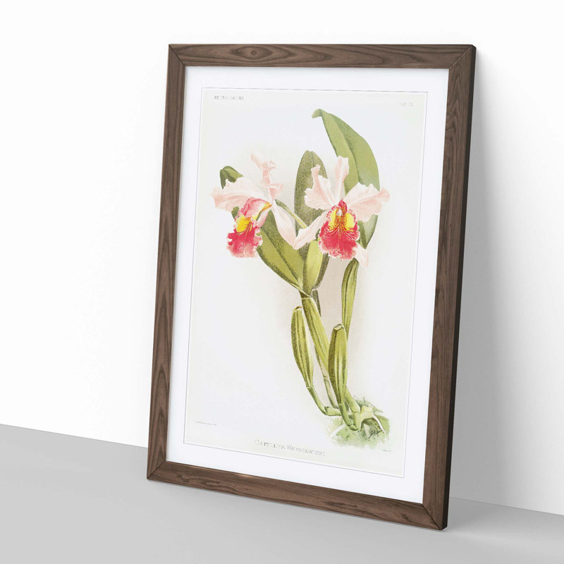 Magnolia Flowers Illustration Tab.72 by Frederick Sander - Picture Frame Painting Print, 50cm H x 35cm W x 2cm D, Walnut