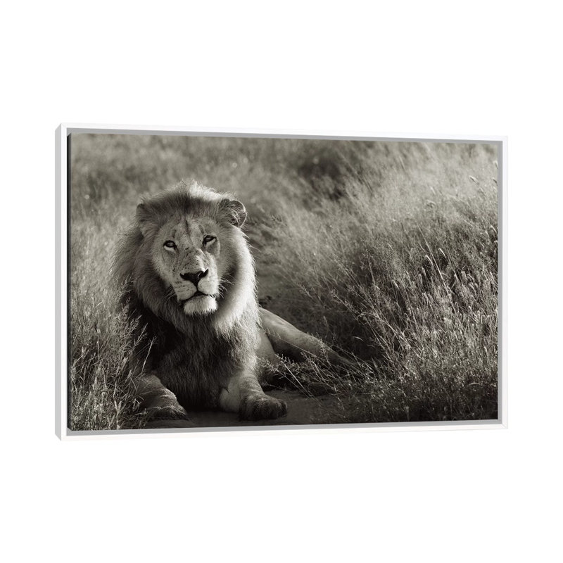 B&W Lion At Rest by Klaus Tiedge - Print on Canvas, 101.6 cm H x 66.04 cm W, White Framed