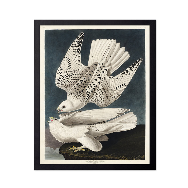 John James Audubon - Gyrfalcon, Unframed, Poster, 12"H x 16"W