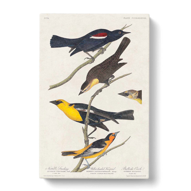 An Assortment of Birds by John James Audubon - Wrapped Canvas Painting Pint - Wrapped Canvas, 50cm H x 35cm W x 3cm D