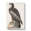 Hawk by John Audubon - Wrapped Canvas-55360531