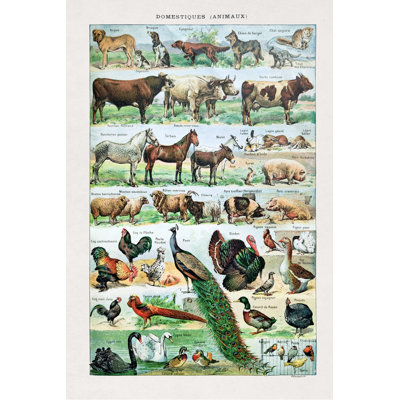 Illustration sur les animaux domestiques