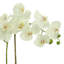 Kora Orchid Arrangement