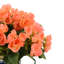 Begonia Arrangement In Ornamental Ceramic Vase-658148944