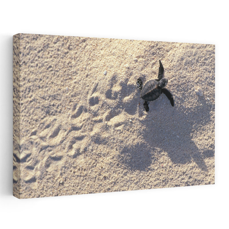 Young Sea Turtle Contemporary Art, 40" H x 60" W