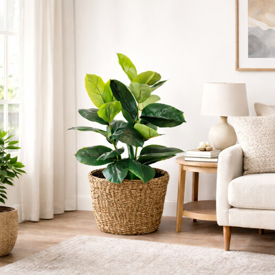 42 Inch Rubber Plant In Low Oval Natural Basket
