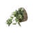 Trailing Ivy In 8.5" Hanging Basket 8.5*8.5*4.25