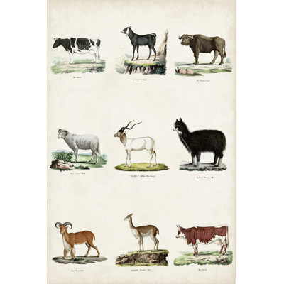Antique Animal Chart II by Vision Studio - Painting