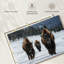 Photographie d'un bison de Brampt à Yellowstone-107686997