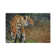 Indo Chinese Tiger by David Stribbling - Gallery-Wrapped Canvas Giclée on Canvas