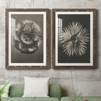 «Blossfeldt Flower III», ensemble de 2 reproductions de photos sur papier encadrées