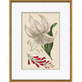 Curtis's Botanicals Giclee Print by Soicher Marin Archives