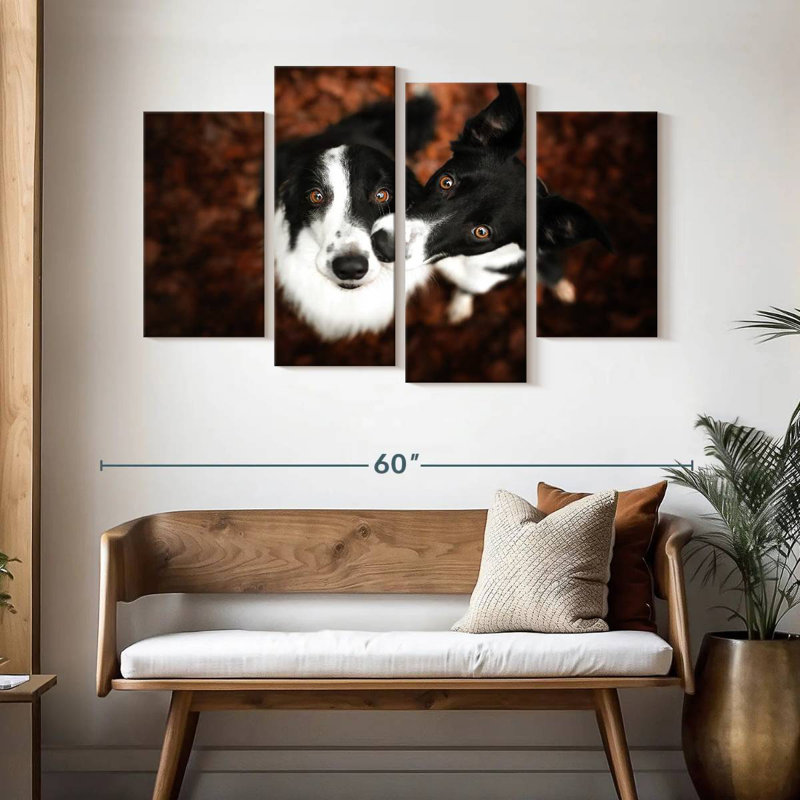 Brampt Adorable Border Collies