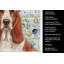 Torchon rouge et blanc Basset Hound-1209194327