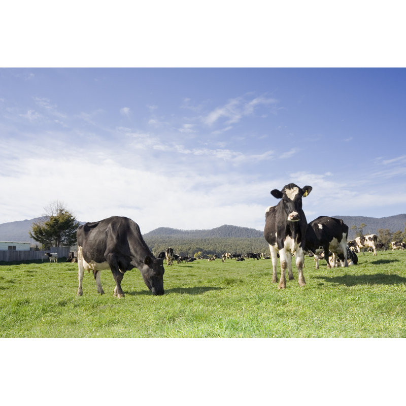 Cow Pastures par Tap10