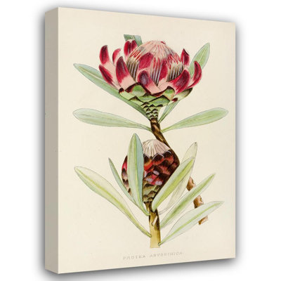 "Protea Abyssinica" par Illtyd Buller Pole-Evans - Art mural sur toile tendue avec châssis