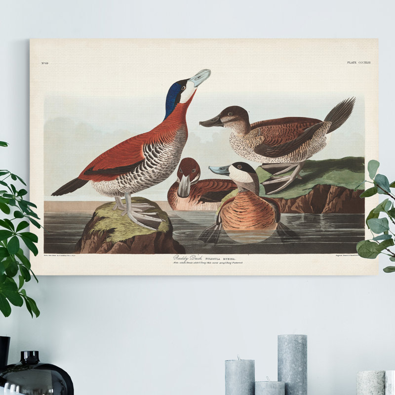 « Pl 334 Ruddy Duck »-reproduction sur toile tendue, H 36 po x l 24 po x P 1 po
