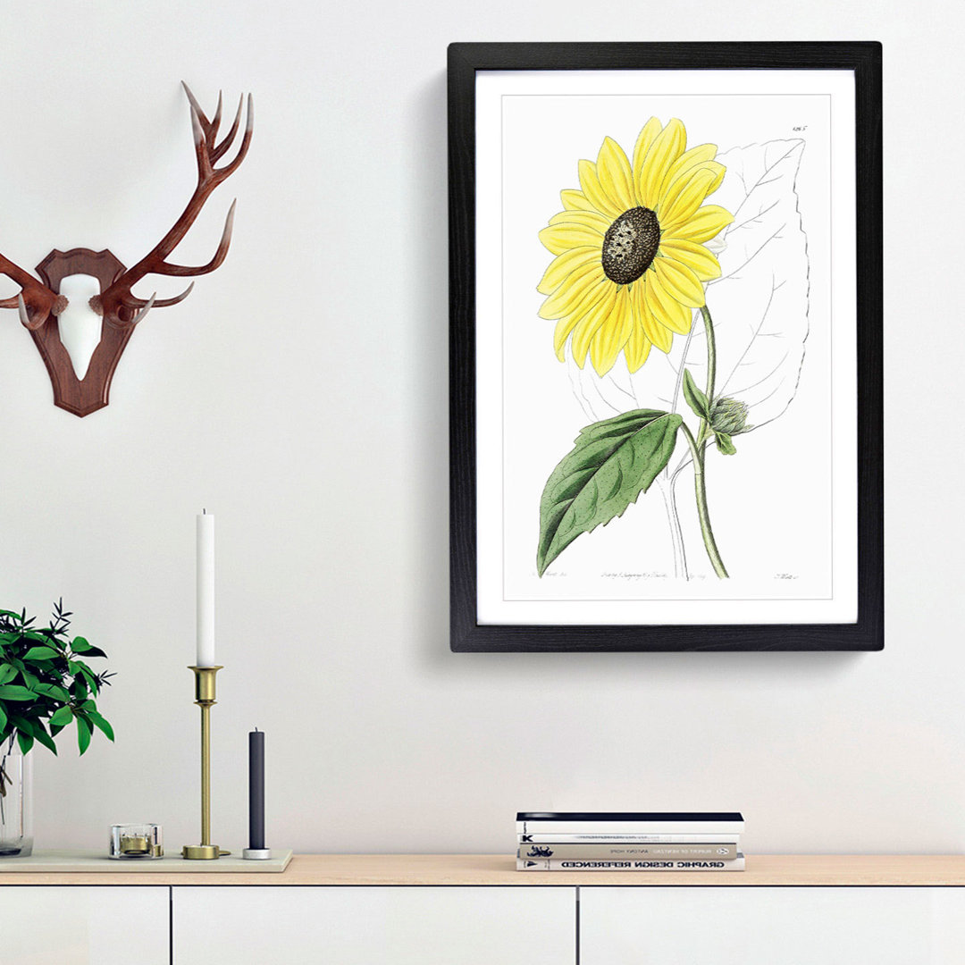 A Californian Sunflower - Wall Art