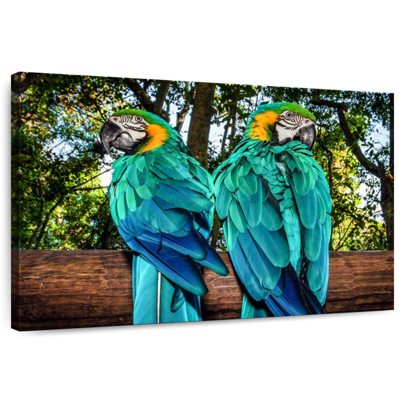 Brampt Macaw Parrots, 26" H x 39" W