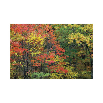 Fall Foliage At Fishers Gap, Shenandoah National Park, Virginia by Tim Fitzharris - Wrapped Canvas Print