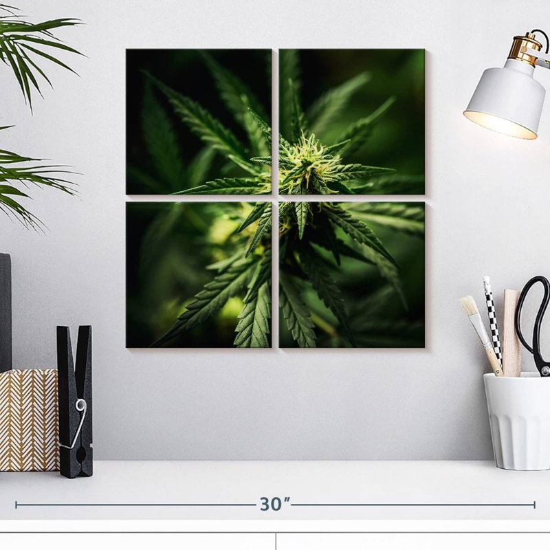 Marijuana fraîchement fleurie