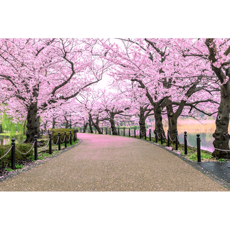 Walking Path Under the Beautiful Sakura Tree Or Cherry Tree Tunnel in Tokyo, Japan - Wrapped Canvas Photograph