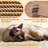 62.2" Siegfried Multi-Level Cat Tree for Small/Medium Cats-1738753541