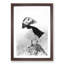 The Atlantic Puffin Bird - Framed Print-56921018-56921021