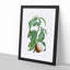 Peach on a Branch by Pierre-Joseph Redoute - Framed Print-55578059-55578058