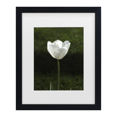 «Tulipe blanche»