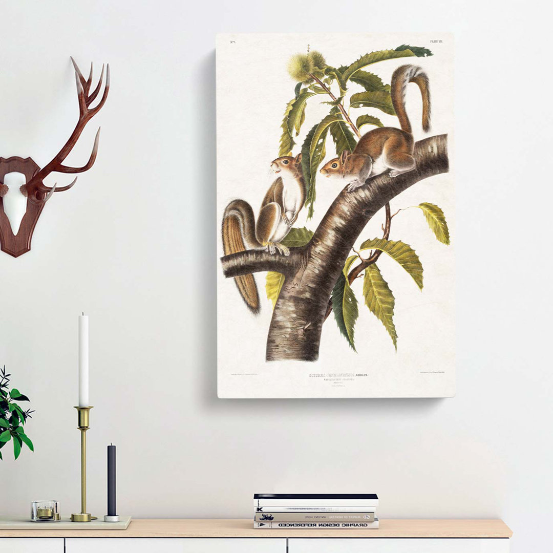 Carolina Grey Squirrels by J.W. Audubon - Wrapped Canvas