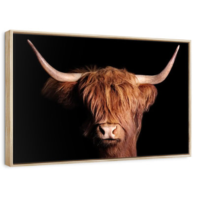 Vache écossaise Highland