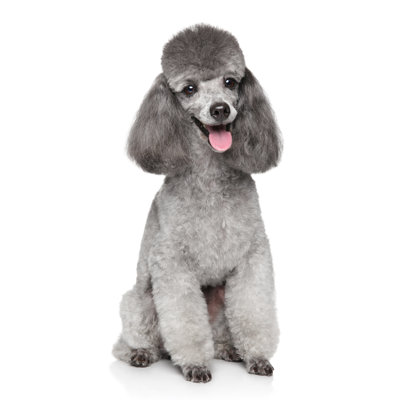 «Happy Toy Poodle Dog» - photographie sur toile tendue