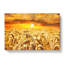 Wheat Field At Sunset - Wrapped Canvas-64081978