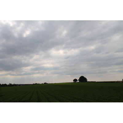 Norfolk Field by O01shorty10o - Wrapped Canvas Print