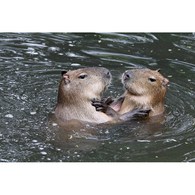 Capybaras Playing In Water by Edwin_Butter - Wrapped Canvas Print, 81cm H x 122cm W