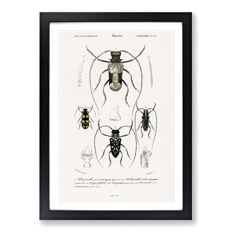 Beetle Illustrations PL.13 by Charles D'Orbigny - Single Picture Frame Print, 63cm H x 45cm W x 2cm D, Black Framed