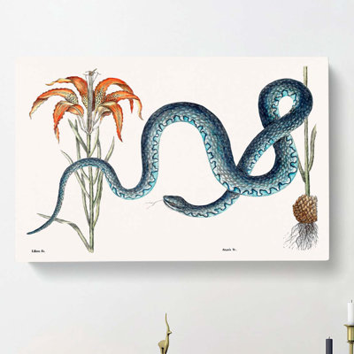 Blue Wampum Snake by Mark Catesby - Wrapped Canvas